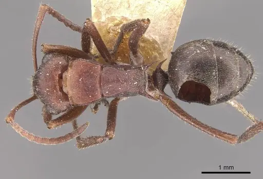 Polyrhachis schenckii - CASENT0910807
