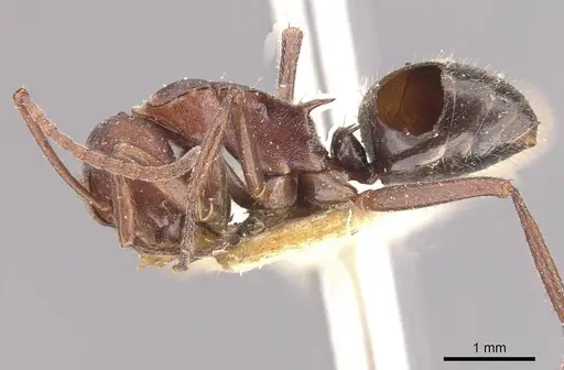 Polyrhachis schenckii - CASENT0910807