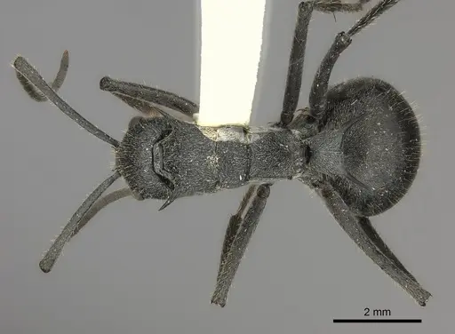 Polyrhachis schistacea specimen