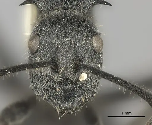 Polyrhachis schistacea specimen