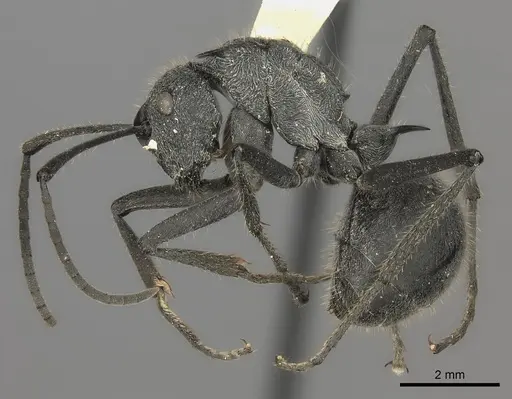 Polyrhachis schistacea specimen