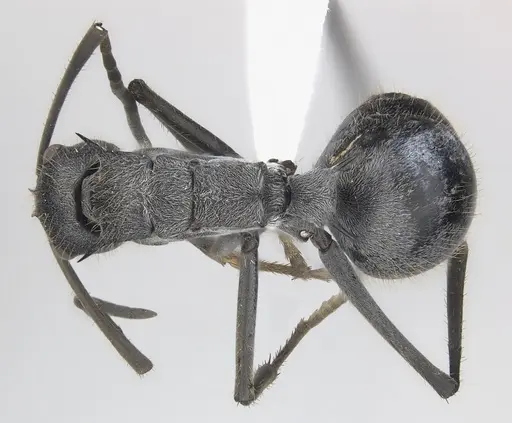 Polyrhachis schistacea - CASENT0227567