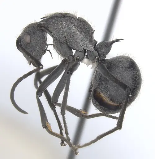 Polyrhachis schistacea - CASENT0227567