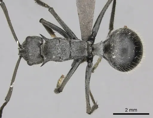 Polyrhachis schistacea - CASENT0235677