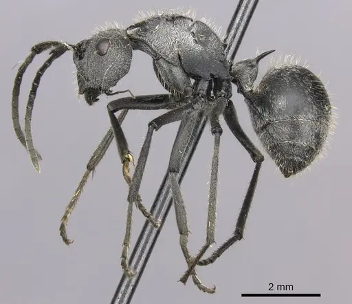 Polyrhachis schistacea - CASENT0235677
