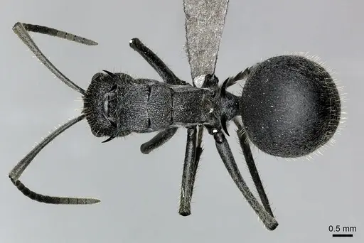 Polyrhachis schistacea - CASENT0235991