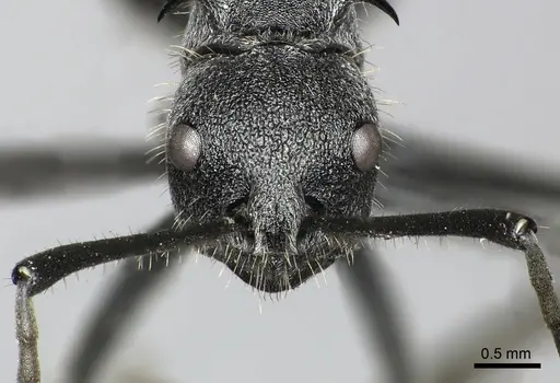 Polyrhachis schistacea - CASENT0235991