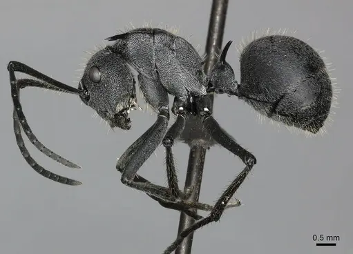 Polyrhachis schistacea - CASENT0235991