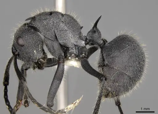 Polyrhachis schistacea - CASENT0281451