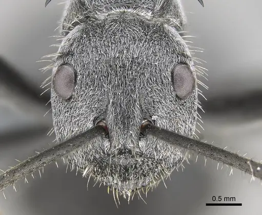 Polyrhachis schistacea - CASENT0785930