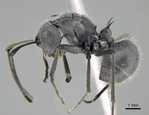Polyrhachis schistacea - CASENT0785930