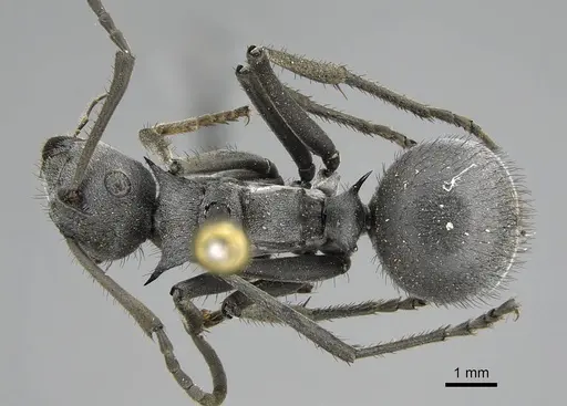 Polyrhachis schistacea - CASENT0797836