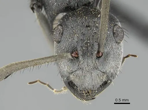 Polyrhachis schistacea - CASENT0797836