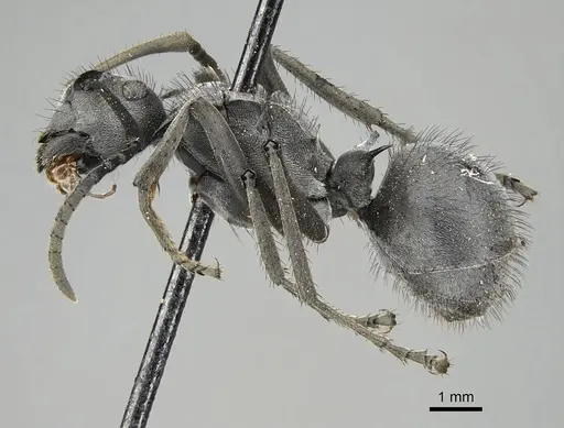 Polyrhachis schistacea - CASENT0797836