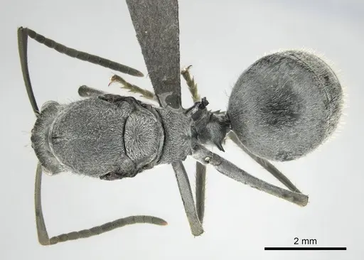 Polyrhachis schistacea - CASENT0815049