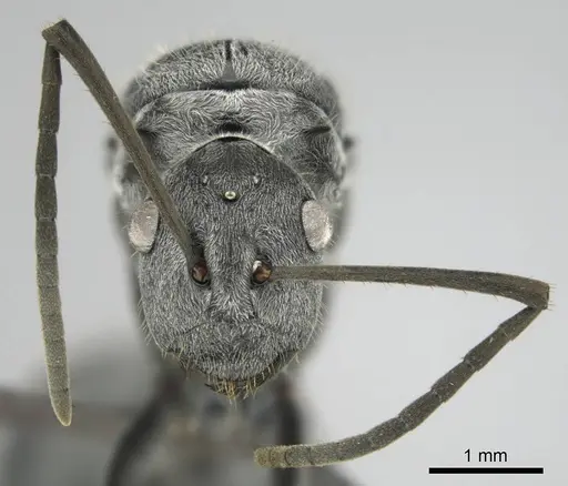 Polyrhachis schistacea - CASENT0815049