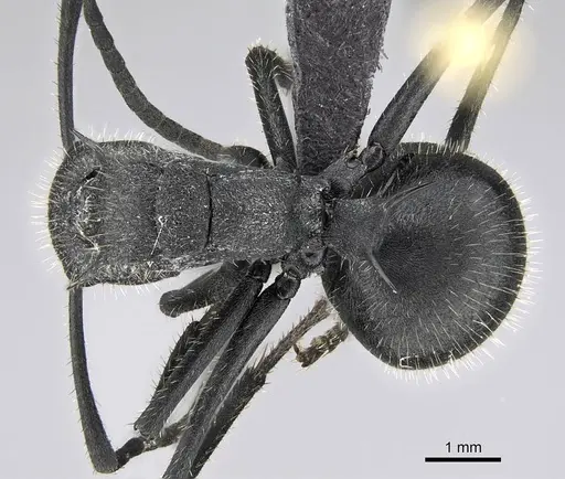 Polyrhachis schistacea - CASENT0822209