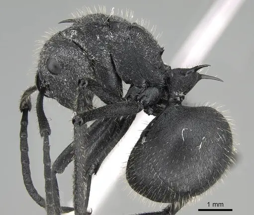 Polyrhachis schistacea - CASENT0822209