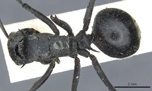 Polyrhachis schistacea - CASENT0903450