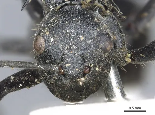 Polyrhachis schistacea - CASENT0903450