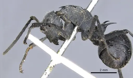 Polyrhachis schistacea - CASENT0903450