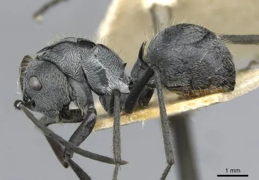 Polyrhachis schistacea - CASENT0910911