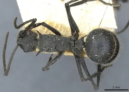 Polyrhachis schistacea - CASENT0910912
