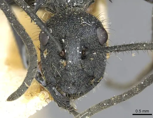 Polyrhachis schistacea - CASENT0910912