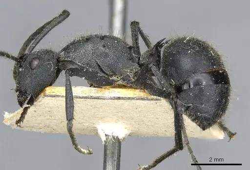 Polyrhachis schistacea - CASENT0910912