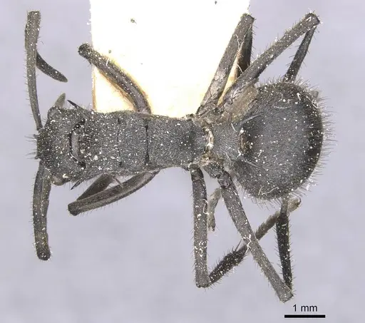 Polyrhachis schistacea - CASENT0912134