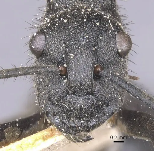 Polyrhachis schistacea - CASENT0912134