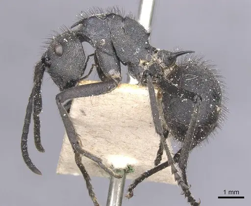 Polyrhachis schistacea - CASENT0912134