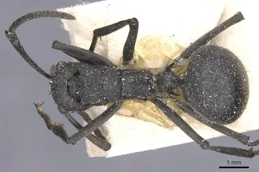 Polyrhachis schistacea - CASENT0912135