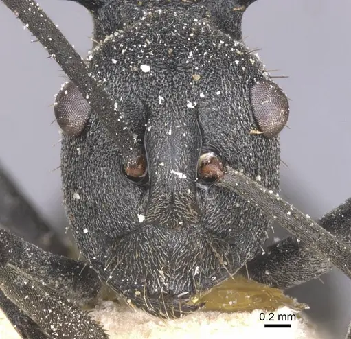 Polyrhachis schistacea - CASENT0912135