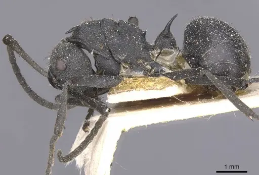 Polyrhachis schistacea - CASENT0912135