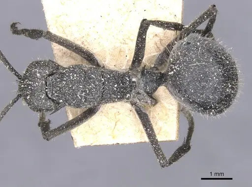 Polyrhachis schistacea - CASENT0912136