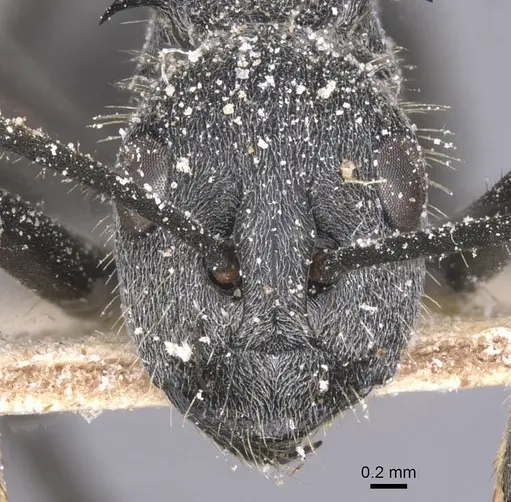 Polyrhachis schistacea - CASENT0912136