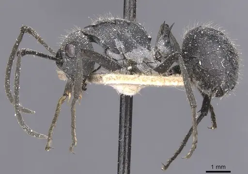 Polyrhachis schistacea - CASENT0912136