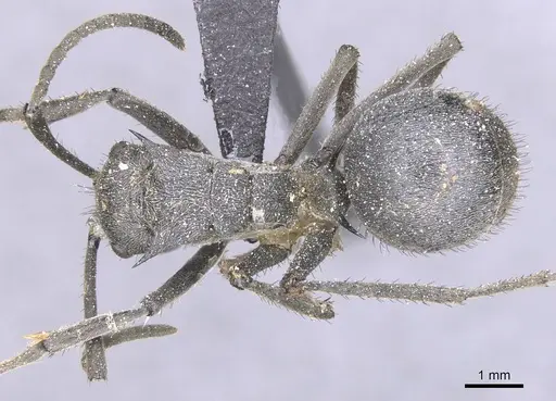 Polyrhachis schistacea - CASENT0912137