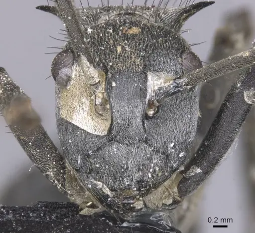 Polyrhachis schistacea - CASENT0912137