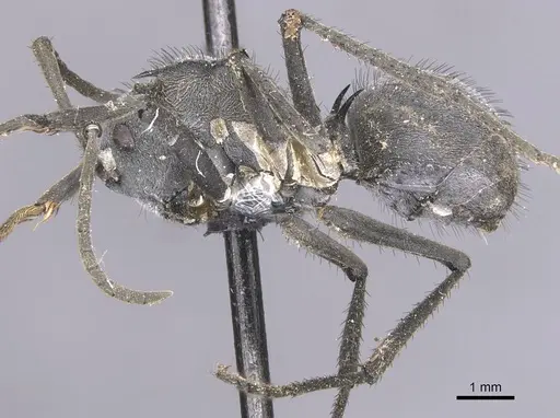 Polyrhachis schistacea - CASENT0912137