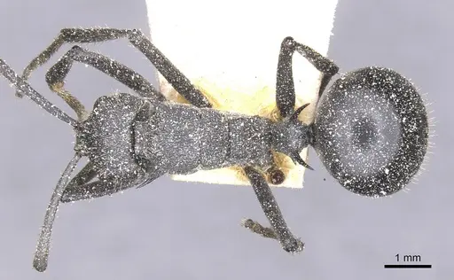 Polyrhachis schistacea - CASENT0912138