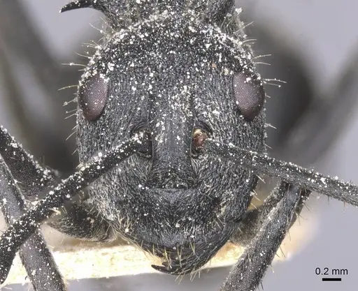 Polyrhachis schistacea - CASENT0912138