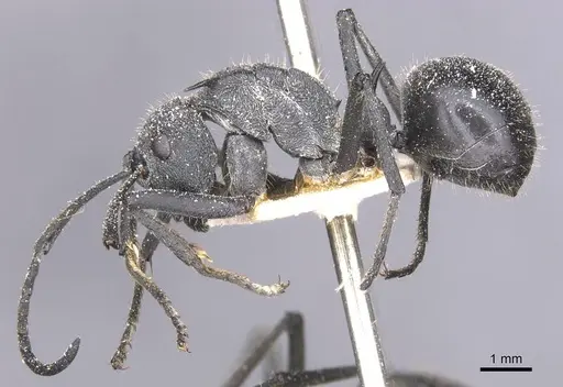 Polyrhachis schistacea - CASENT0912138