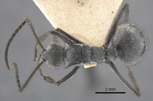 Polyrhachis schistacea - CASENT0917283