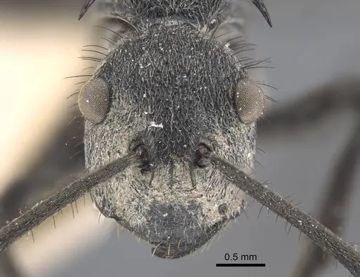 Polyrhachis schistacea - CASENT0917283