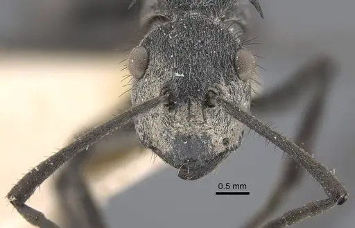 Polyrhachis schistacea - CASENT0917283