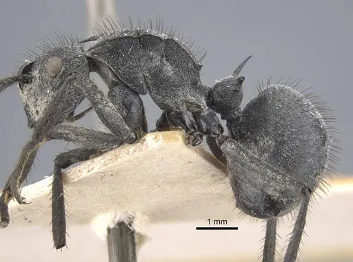 Polyrhachis schistacea - CASENT0917283