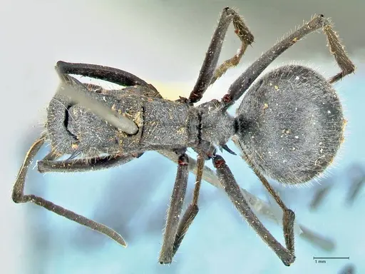 Polyrhachis schistacea - FOCOL2576