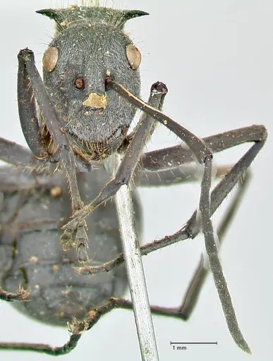 Polyrhachis schistacea - FOCOL2576